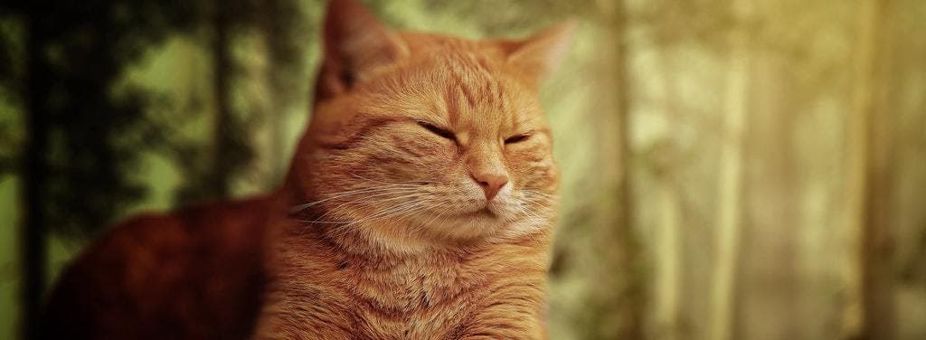 Sådan undgår du jetlag på ferien i 5 trin