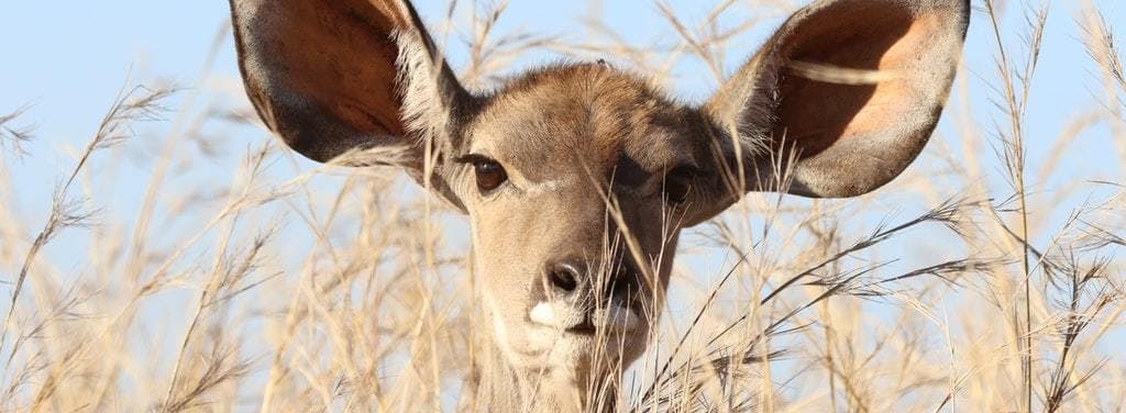 Undgå propper i ørene efter flyvning